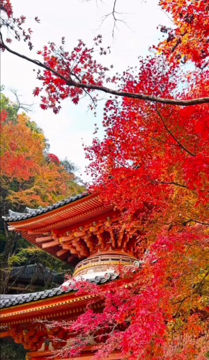 動画部門最優秀賞作品画像