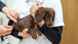 注射を打つダックスフンド