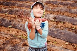 畑でサツマイモを手に持つ男の子