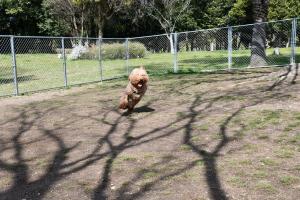 犬が走り回っている様子