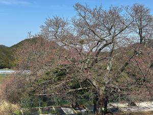 塔原サクラ