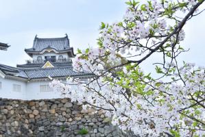 岸和田城と桜