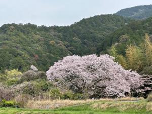 塔原町のサクラ