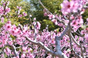 桃の花