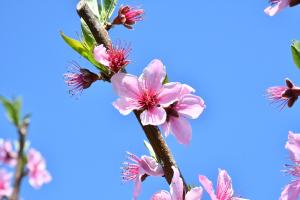 桃の花のアップ