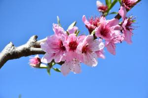 桃の花