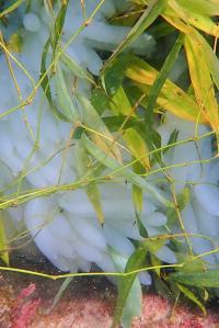 アオリイカの卵