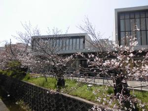 4月3日　府営住宅側からみたさくら