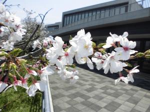 4月3日　八木市民センターと桜の花のアップ