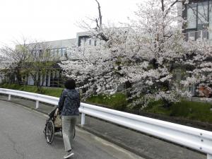 4月6日　府営住宅側の道を歩く人と桜の風景