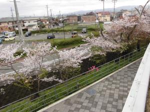 4月7日　八木市民センター屋上からみたさくらの風景