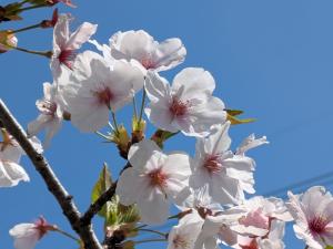 青空と桜のアップ