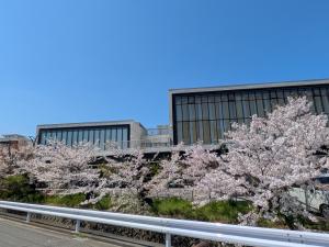 4月8日　府営住宅側から見た満開のさくら
