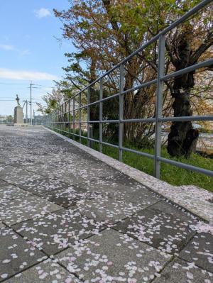 4月11日　通路に桜の花びらが落ちている