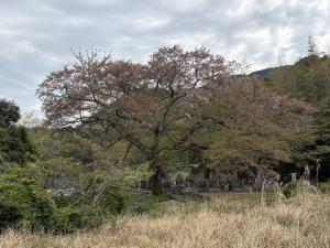 塔原町のサクラ（葉桜）