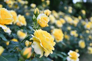 黄色の薔薇