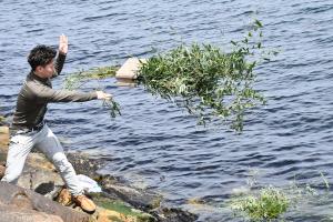 産卵床が海に投げ込まれる様子