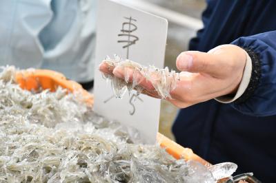 手づかみされるしらす