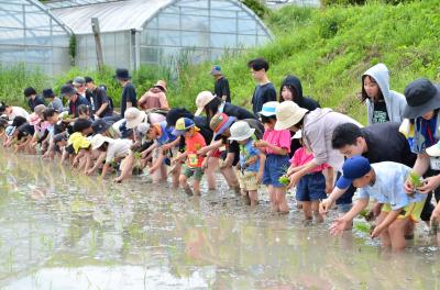 田植え