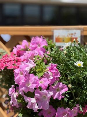 金賞のお花