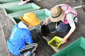 採集した生き物をバットに移す様子
