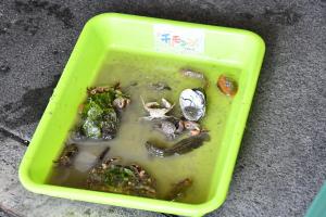 採集した生き物
