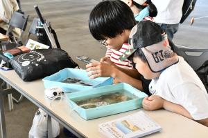 生きものの名前を調べる様子