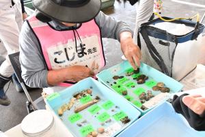 標本をつくる児島先生