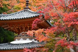 紅葉
