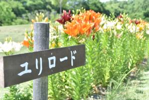 ユリロードと書かれた案内板とユリの花