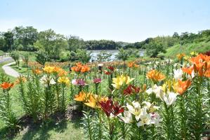 ユリの花の向こうに見える七ツ池と青空