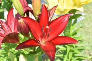ワインレッド色のユリの花のアップ