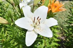 白色のユリの花のアップ