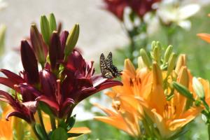 ワインレッド色のユリの花にとまるアゲハ蝶