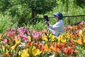 スマートフォンでユリの花を撮る女性