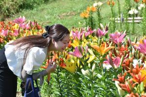 ユリの花の香りをかぐ女性