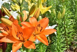 オレンジ色のユリの花のアップ