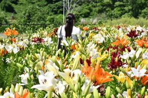 ユリの花と女性の後ろ姿