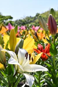 色とりどりのユリの花と空