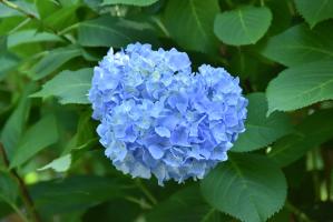 ブルーのアジサイ