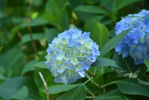 薄いブルーと白の配色が可憐なアジサイ