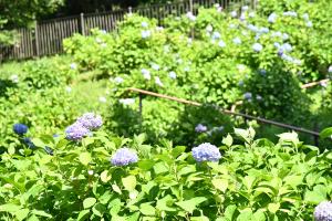 上からあじさい園を撮った様子