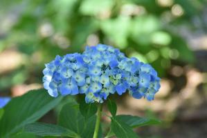 薄いブルーと白の配色が可愛いアジサイ