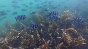 海中のイシダイの群れ