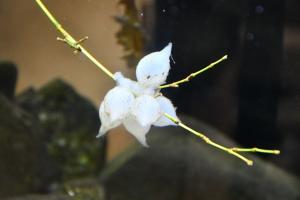 自然資料館の水槽の中のコウイカの卵