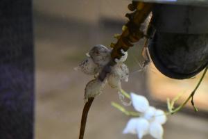 自然資料館の水槽の中のコウイカの卵