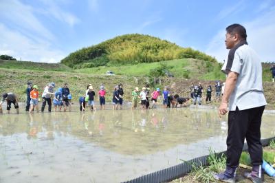 田植え3