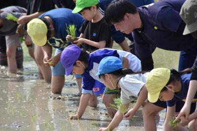 田植えする集団