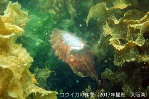コウイカの仲間の成体