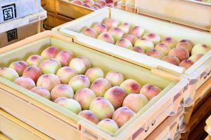 出荷作業前の箱に並ぶ桃